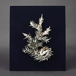 『命のつながり』